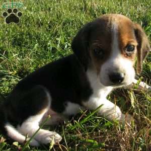 Lincoln, Beagle Mix Puppy